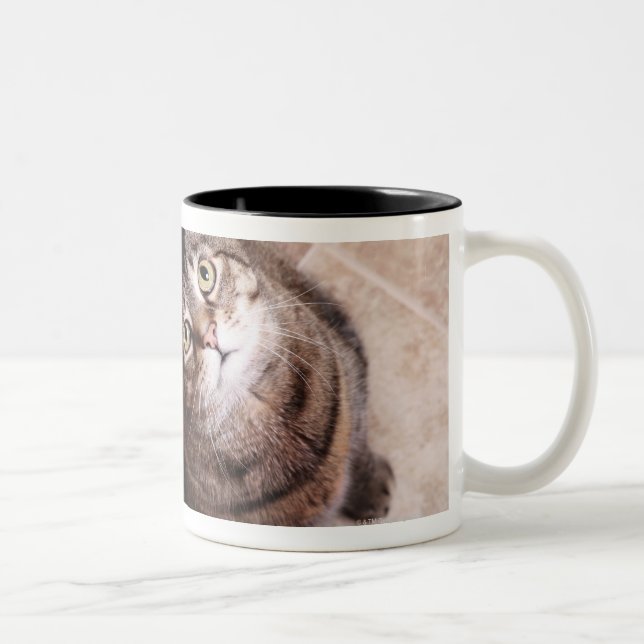 Tasse 2 Couleurs Un chat tigré recherchant (Droit)
