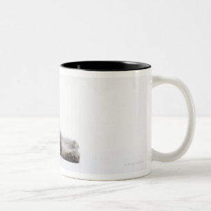 Tasse 2 Couleurs Un chaton de chat de ragondin du Maine