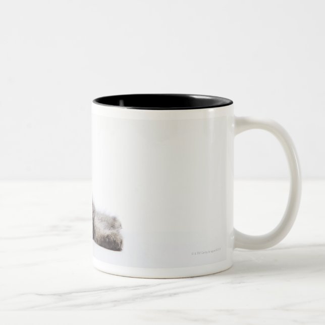 Tasse 2 Couleurs Un chaton de chat de ragondin du Maine (Droit)