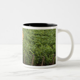 Tasse 2 Couleurs Un croisement jaune de tracteur signent dedans le