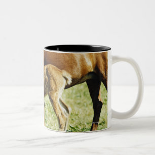 Tasse 2 Couleurs Un poulain et un cheval dans un pâturage