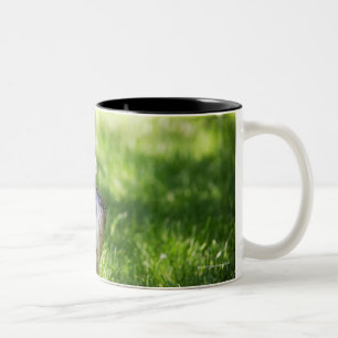 Tasse 2 Couleurs Un Schnauzer s'étendant dans l'herbe