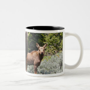 Tasse 2 Couleurs USA, Wyoming, Montagnes Bighorn, Alces d'orignaux