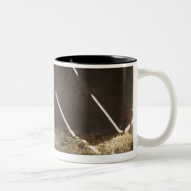 Tasse 2 Couleurs Vache laitière (Droit)