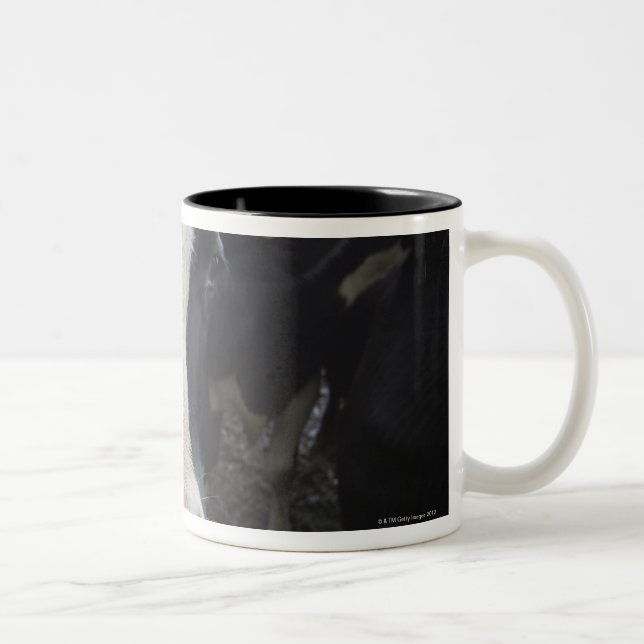 Tasse 2 Couleurs Vaches (Droit)