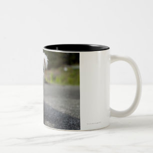 Tasse 2 Couleurs Vieux terrier des montagnes occidental femelle de