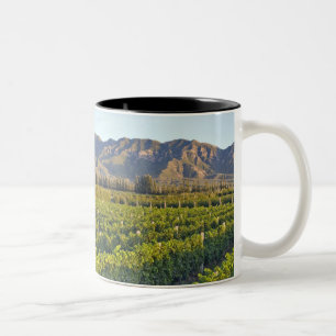 Tasse 2 Couleurs vignes de Cabernet Sauvignon à Huailai Rongchen 2