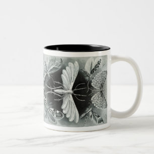 Tasse 2 Couleurs Vintage Haeckel Moth
