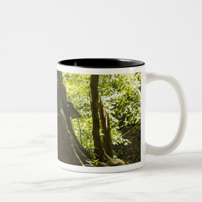 Tasse 2 Couleurs vue de forêt tropicale, Dominique (Droit)