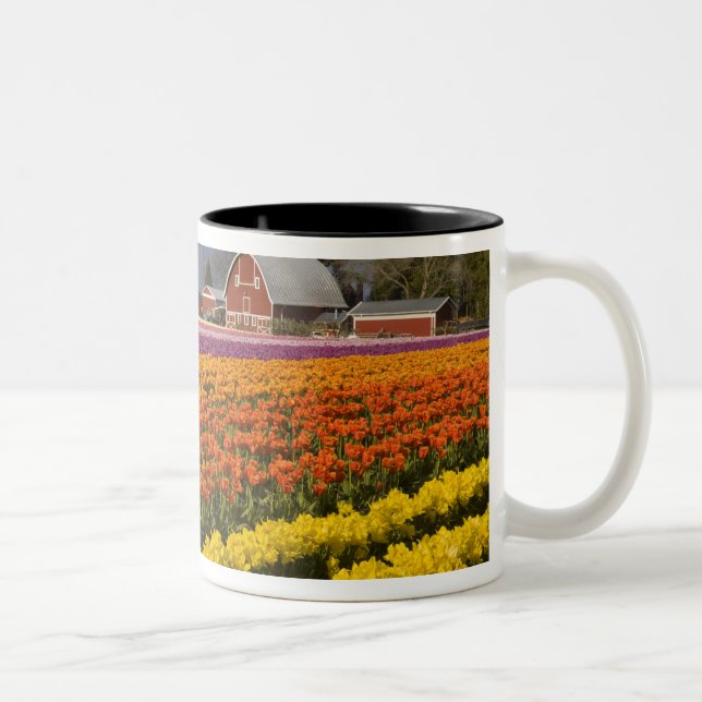 Tasse 2 Couleurs WA, Skagit Valley, champs de tulipe en floraison,  (Droit)