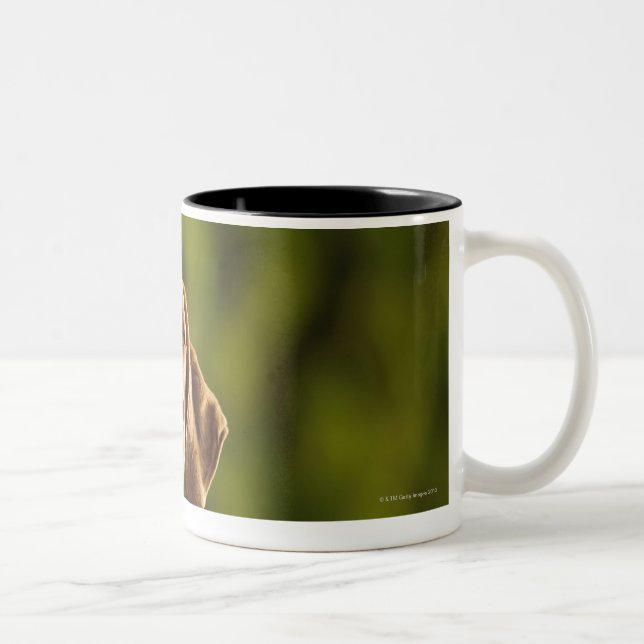 Tasse 2 Couleurs Weimaraner (Droit)