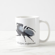 Tasse Araignée sauteuse du Grand Bassin mâle