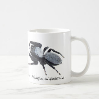 Tasse Araignée sauteuse du Grand Bassin mâle