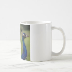 Tasse blanche classique photo de paon