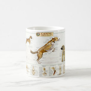 Tasse canine d'anatomie