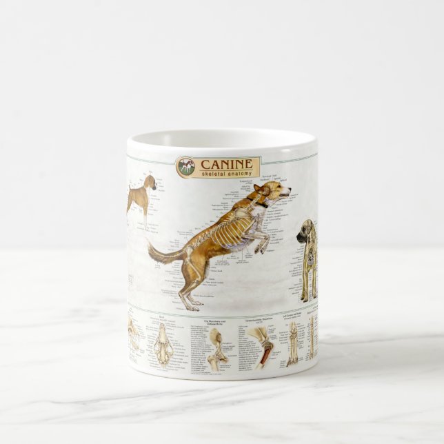 Tasse canine d'anatomie (Centre)