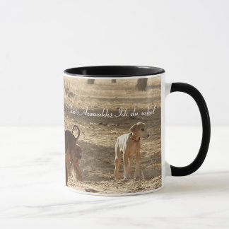 TASSE Chiots Azawakh Idi du sahel