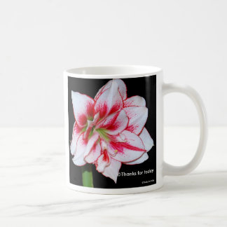 Tasse d'amaryllis