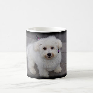 tasse de bichon