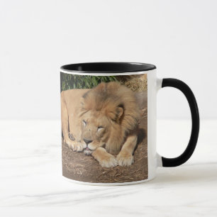 Tasse de café de chats