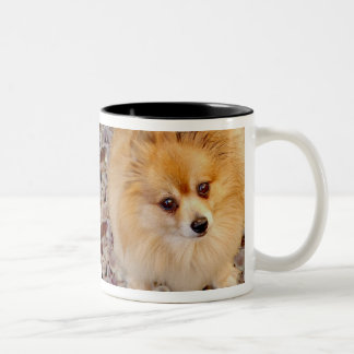 Tasse de café de chien de Pomeranian