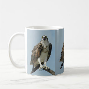 Tasse de café de trois de balbuzard images de