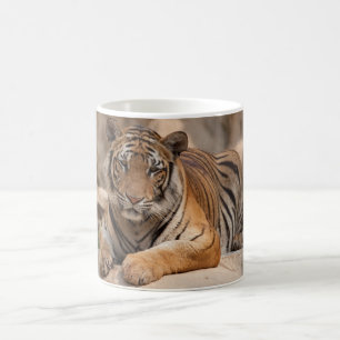Tasse de café - tigre de la Thaïlande - temple d