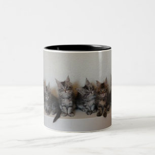 Tasse de chatons de ragondin du Maine
