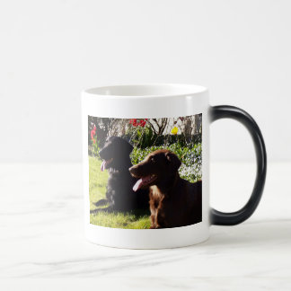 Tasse de chien d'arrêt de Flatcoated