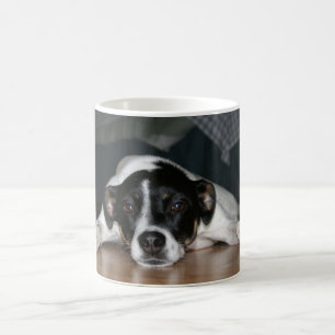 Tasse de chien de Rat terrier de "Molli"