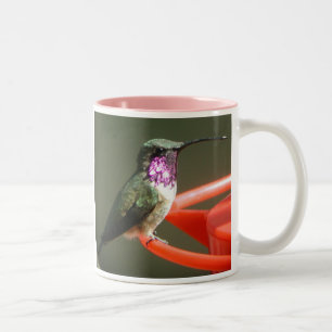 Tasse de colibri de Lucifer, droit-manipulée