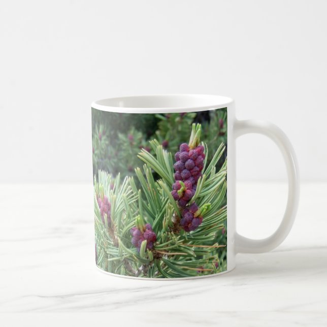 Tasse de cône de pin de Whitebark (Droite)