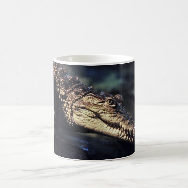 Tasse de crocodile de caïman (Centre)