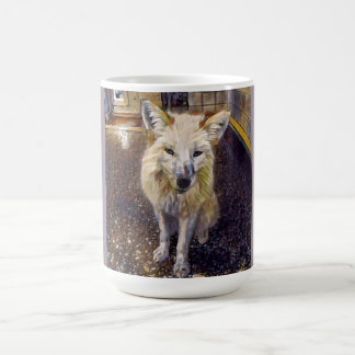 Tasse de Fox - Maks