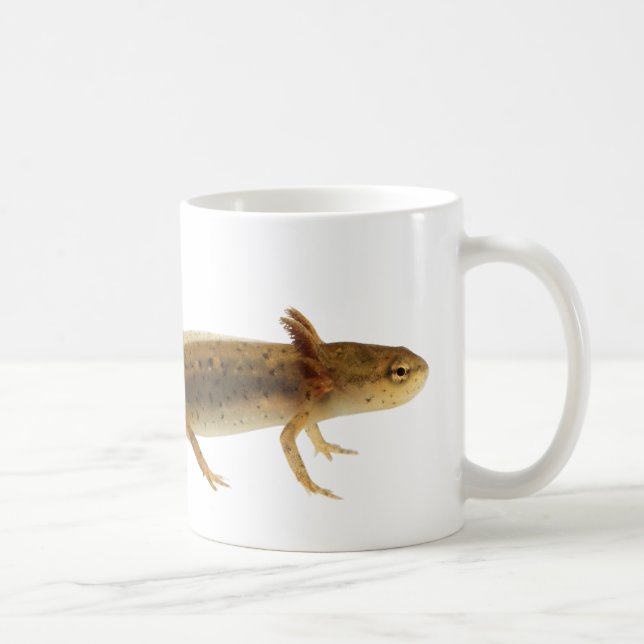 Tasse de larve de triton (Droite)