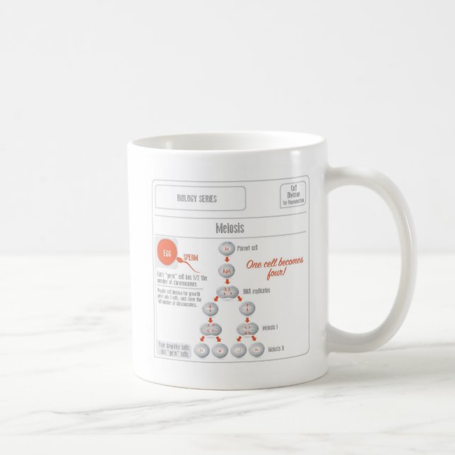 Tasse de mitose de produits d'EduPaper et de café (Droite)