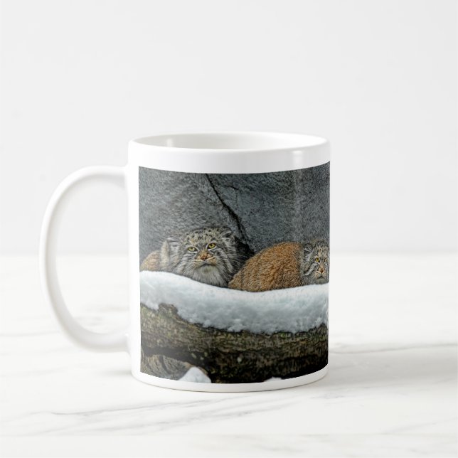 Tasse de neige de chats de Pallas (Gauche)