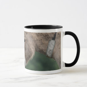 Tasse de nez-à-nez d'ânes