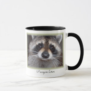 Tasse de raton laveur - lotor de Procyon