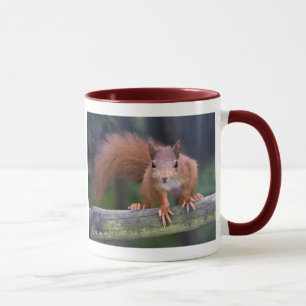 Tasse de rouge de bébé