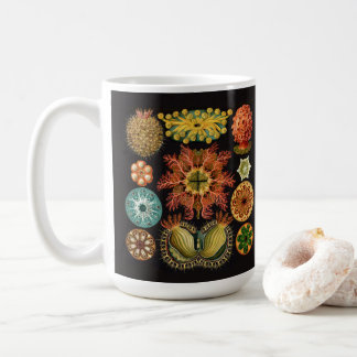Tasse d'échinoderme de Haeckel grande