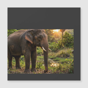 Tasse éléphant du parc national de Yala - Faune de