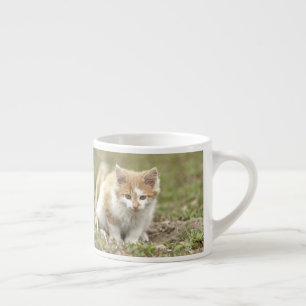tasse espresso Photo chat animal de compagnie.