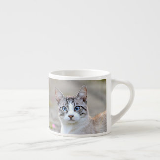 tasse espresso Photo chat animal de compagnie.