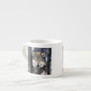 Tasse Expresso Amérique du Nord, États-Unis, Minnesota. Loup Cani