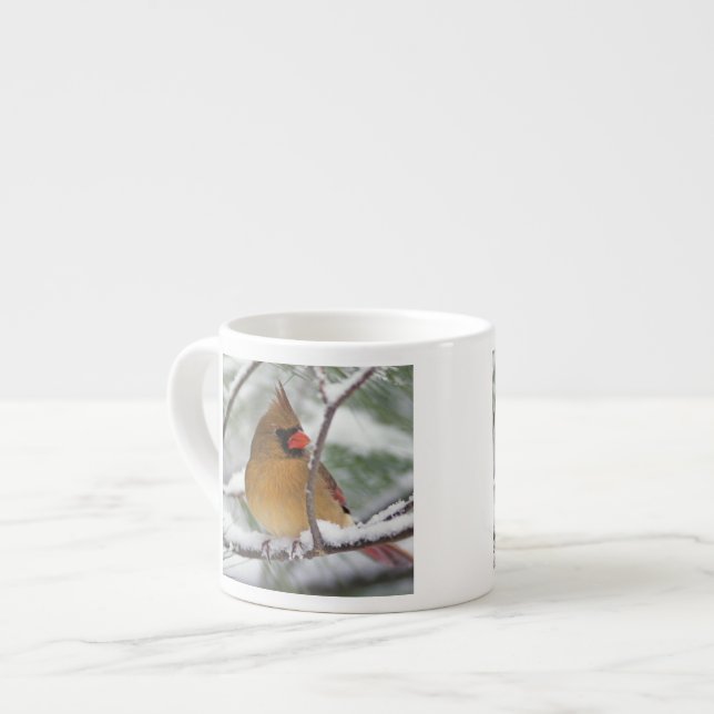 Tasse Expresso Cardinalis femelle dans un pin enneigé, (Devant gauche)
