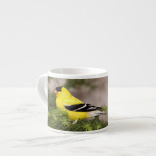 Tasse Expresso Chardonneret jaune mâle dans un arbre