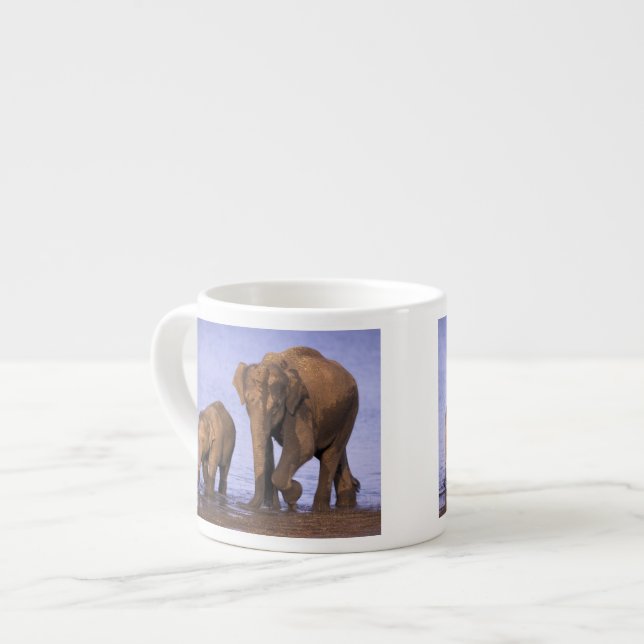 Tasse Expresso Inde, parc national de Nagarhole. Éléphant d'Asie (Devant gauche)