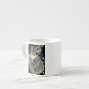 Tasse Expresso Koala, Phascolarctos cinereus), Australie,