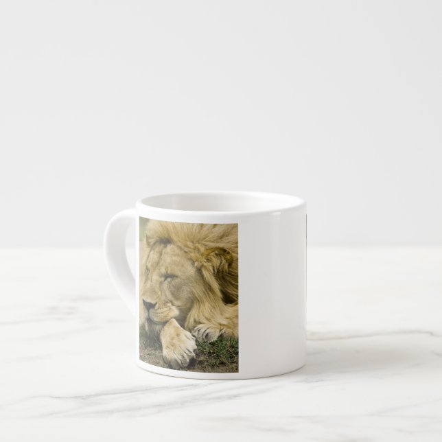 Tasse Expresso Lion d'Afrique, Panthera leo, couché endormi (Devant gauche)
